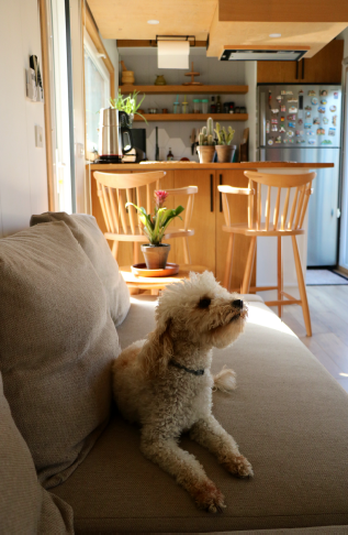 TinyHouse et un chien sur le canapé